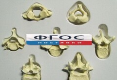 Модель "Позвонки" (из 7 штук) - fgospostavki.ru - Рязань