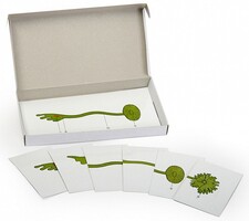 Модель-аппликация "Роль ядра в регуляции развития организма" (набор из 8 карт) - fgospostavki.ru - Рязань