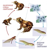 Модель-аппликация Цикл развития лягушки - fgospostavki.ru - Рязань