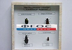 Коллекция энтомологическая "Приспособительные изменения в конечностях насекомых" - fgospostavki.ru - Рязань