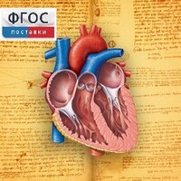 Анатомия (Цифровой атлас школьника) - fgospostavki.ru - Рязань