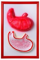 Барельефная модель "Желудок" - fgospostavki.ru - Рязань