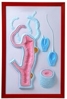 Барельефная модель "Строение гидры" - fgospostavki.ru - Рязань