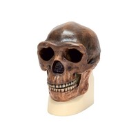 Модель черепа синантропа - fgospostavki.ru - Рязань