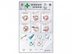 Интерактивный стенд "Живые зубки" - fgospostavki.ru - Рязань
