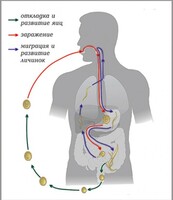 Модель-аппликация Цикл развития аскариды - fgospostavki.ru - Рязань