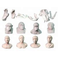 Набор моделей палеонтологических находок "Происхождение человека"	 - fgospostavki.ru - Рязань