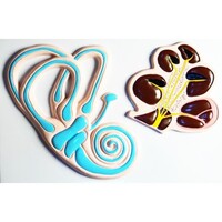 Модель барельефная "Ухо человека". Вариант 2 - fgospostavki.ru - Рязань