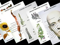 Таблицы по природоведению 1-3 класс (46 штук, формат А2) - fgospostavki.ru - Рязань