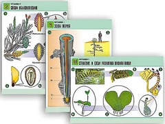 Комплект таблиц по биологии демонстрационных "Ботаника 1" (12 таблиц, формат А1, ламинированные) - fgospostavki.ru - Рязань