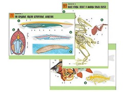 Комплект таблиц по биологии демонстрационных "Зоология 2" (16 таблиц, формат А1, ламинированные) - fgospostavki.ru - Рязань