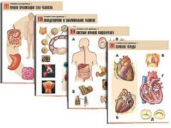 Комплект таблиц по биологии демонстрационных "Человек и его здоровье 1" (20 таблиц, формат А1, ламинированные) - fgospostavki.ru - Рязань