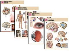 Комплект таблиц по биологии демонстрационных "Человек и его здоровье 2" (10 таблиц, формат А1, ламинированные) - fgospostavki.ru - Рязань