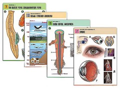 Комплект таблиц по всему курсу биологии (120 штук, формат А1, полноцветные, ламинированные) - fgospostavki.ru - Рязань