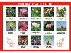 Таблица демонстрационная "Растения Красной книги" (винил 100*140) - fgospostavki.ru - Рязань