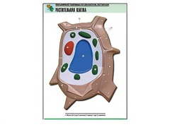 Рельефная таблица "Растительная клетка" (формат А1, матовое ламинирование) - fgospostavki.ru - Рязань