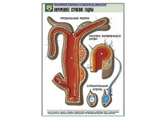 Рельефная таблица "Внутреннее строение гидры" - fgospostavki.ru - Рязань