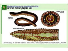 Рельефная таблица "Внутреннее строение дождевого червя" (формат А1, матовое ламинирование) - fgospostavki.ru - Рязань