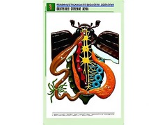 Рельефная таблица "Внутреннее строение жука" (формат А1, матовое ламинирование) - fgospostavki.ru - Рязань