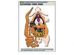 Рельефная таблица "Внутреннее строение кролика" (формат А1, матовое ламинирование) - fgospostavki.ru - Рязань