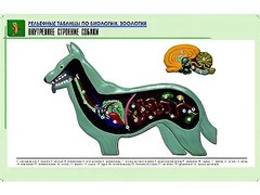 Рельефная таблица "Внутреннее строение собаки" (формат А1, матовое ламинирование) - fgospostavki.ru - Рязань