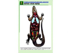 Рельефная таблица "Внутреннее строение ящерицы" (формат А1, матовое ламинирование) - fgospostavki.ru - Рязань
