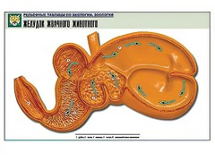 Рельефная таблица "Желудок жвачного животного" (формат А1, матовое ламинирование) - fgospostavki.ru - Рязань