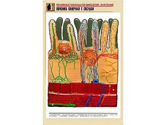 Рельефная таблица "Ворсинка кишечная с сосудом" (формат А1, матовое ламинирование) - fgospostavki.ru - Рязань