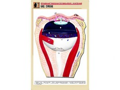 Рельефная таблица "Глаз. Строение" (формат А1, матовое ламинирование) - fgospostavki.ru - Рязань