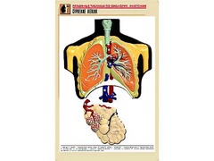 Рельефная таблица "Строение легких" (формат А1, матовое ламинирование) - fgospostavki.ru - Рязань