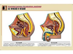 Рельефная таблица "Таз мужской и женский" (формат А1, матовое ламинирование) - fgospostavki.ru - Рязань