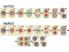 Модель-аппликация "Деление клетки. Митоз и мейоз" (ламинированная) - fgospostavki.ru - Рязань