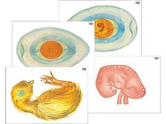 Модель-аппликация "Развитие птицы и млекопитающего (человека)" (ламинированная) - fgospostavki.ru - Рязань