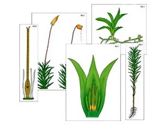 Модель-аппликация "Размножение мха" (ламинированная) - fgospostavki.ru - Рязань