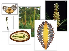Модель-аппликация "Размножение сосны" (ламинированная) - fgospostavki.ru - Рязань