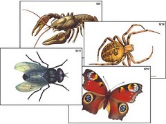 Модель-аппликация "Разнообразие беспозвоночных" (ламинированная) - fgospostavki.ru - Рязань