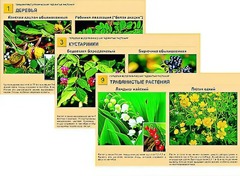 Гербарий фотографический "Ядовитые растения" - fgospostavki.ru - Рязань