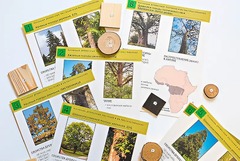 Коллекция "Древесные растения и их распространение" (демонстрационная) - fgospostavki.ru - Рязань