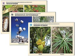 Гербарий фотографический "Сельскохозяйственные растения мира" - fgospostavki.ru - Рязань