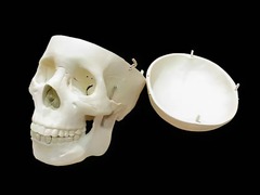 Модель "Череп человека" - fgospostavki.ru - Рязань