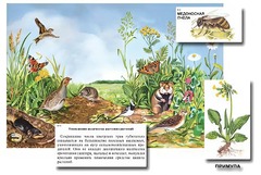 Магнитный плакат-аппликация "Луг: биоразнообразие и взаимосвязи в сообществе" - fgospostavki.ru - Рязань