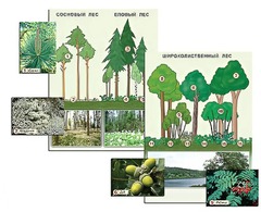 Гербарий фотографический "Растительные сообщества. Лес" (раздаточный) - fgospostavki.ru - Рязань