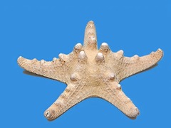 Сухой препарат "Звезда морская" - fgospostavki.ru - Рязань