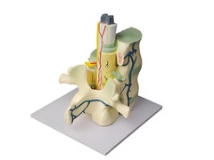 Модель части позвоночника человека - fgospostavki.ru - Рязань