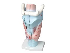 Модель гортани в разрезе - fgospostavki.ru - Рязань