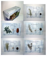 Коллекция "Голосеменные растения" - fgospostavki.ru - Рязань