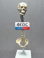 Модель "Позвоночник с черепом и тазом" - fgospostavki.ru - Рязань