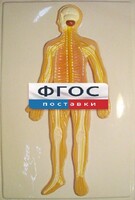 Модель барельефная "Нервная система человека" - fgospostavki.ru - Рязань