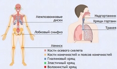 Интерактивные курсы. Биология 9 класс. Базовый. - fgospostavki.ru - Рязань