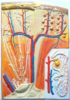 Модель барельефная "Почка" (макро-микростроение) - fgospostavki.ru - Рязань